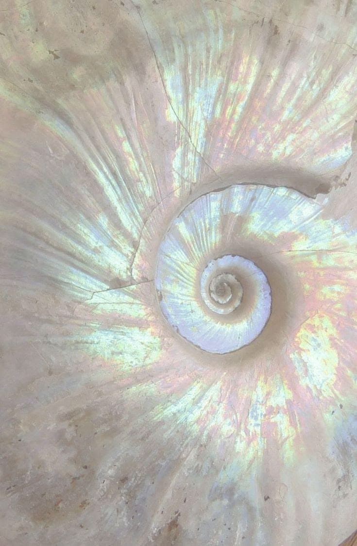 Iridescent pearlescent nautilus shell spiral